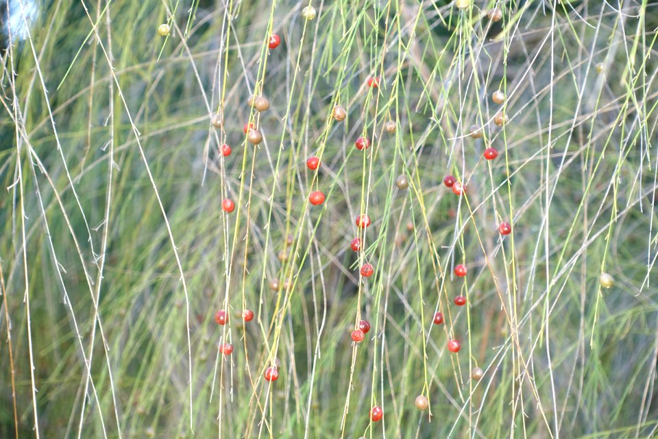 Asparagus plocamoides - Jardín Botánico de Barcelona - Barcelona, Spain - DSC09106