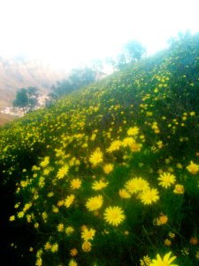 Asteraceous fynbos daisies - Signal Hill - Cape Town photo