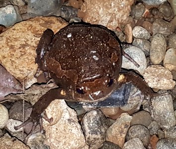 Asian painted frog (Kaloula pulchra) from Mindanao, Philippines 2