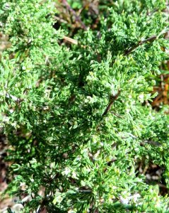Asparagus capensis - Cape Town