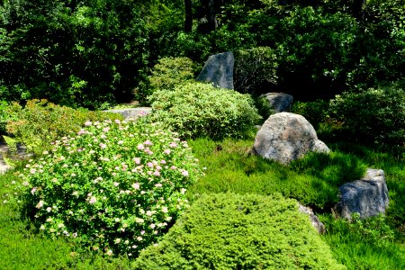 Asticou Azalea Garden - Northeast Harbor, Maine - DSC03468
