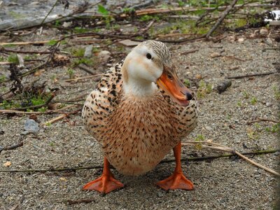 Goose ecology freedom