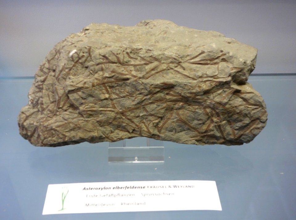 Asteroxylon elberfeldense fossil - Botanischer Garten, Dresden, Germany - DSC08494