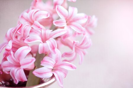 Pink hyacinth flowers pink flowers
