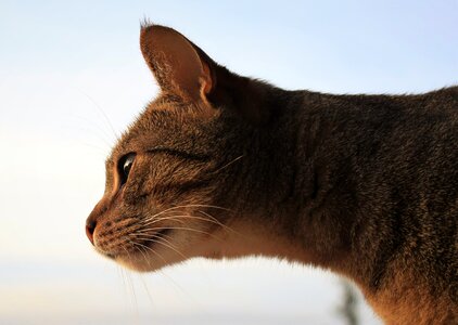 Look beautiful animal