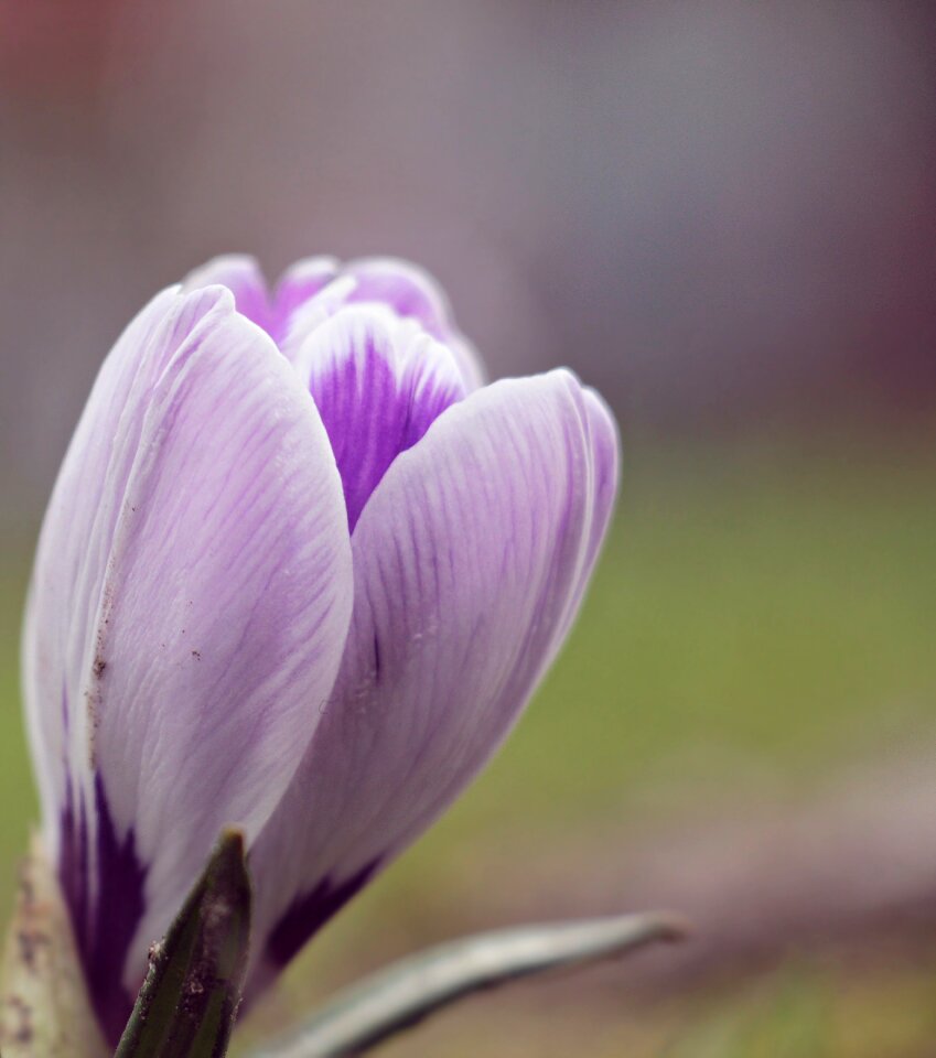 Spring flower purple early bloomer photo