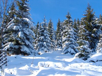 Nature tree winter trees photo