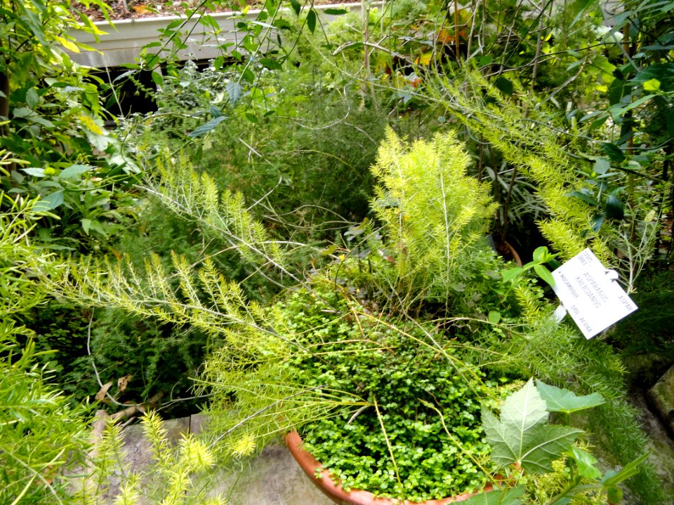Asparagus krebsianus - Copenhagen Botanical Garden - DSC08017