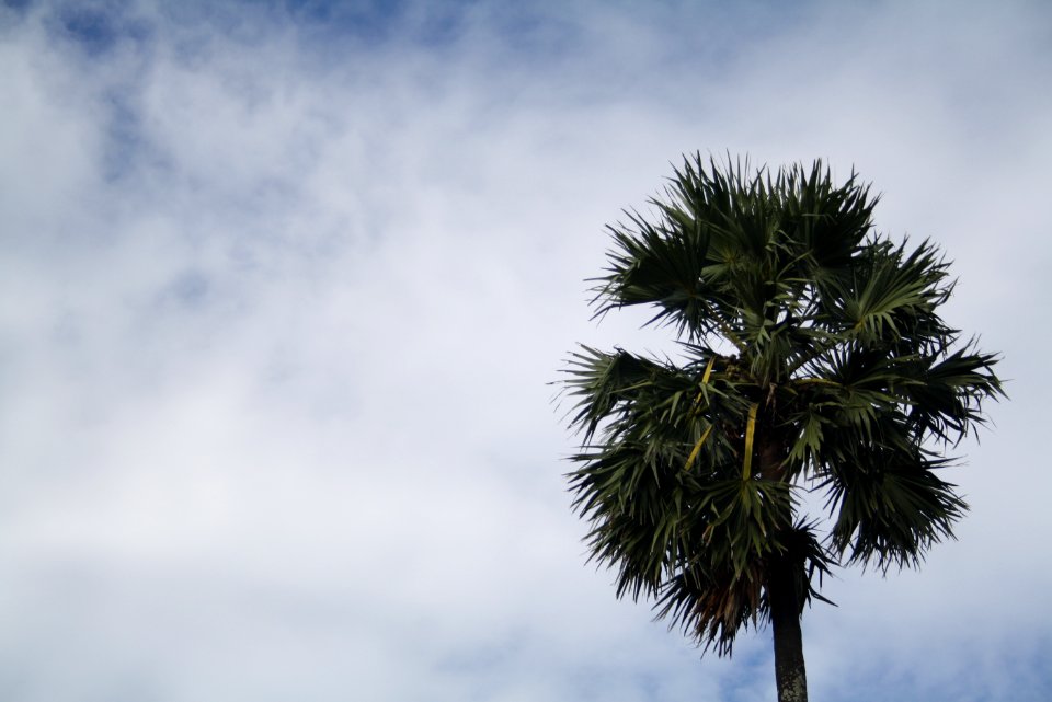 Asian Palmyra Palm Tree