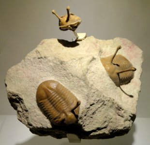 Asaphus kowalewskii, Middle Ordovician, Duboviki-Porogi Formations, St. Petersburg region, Russia - Houston Museum of Natural Science - DSC01532