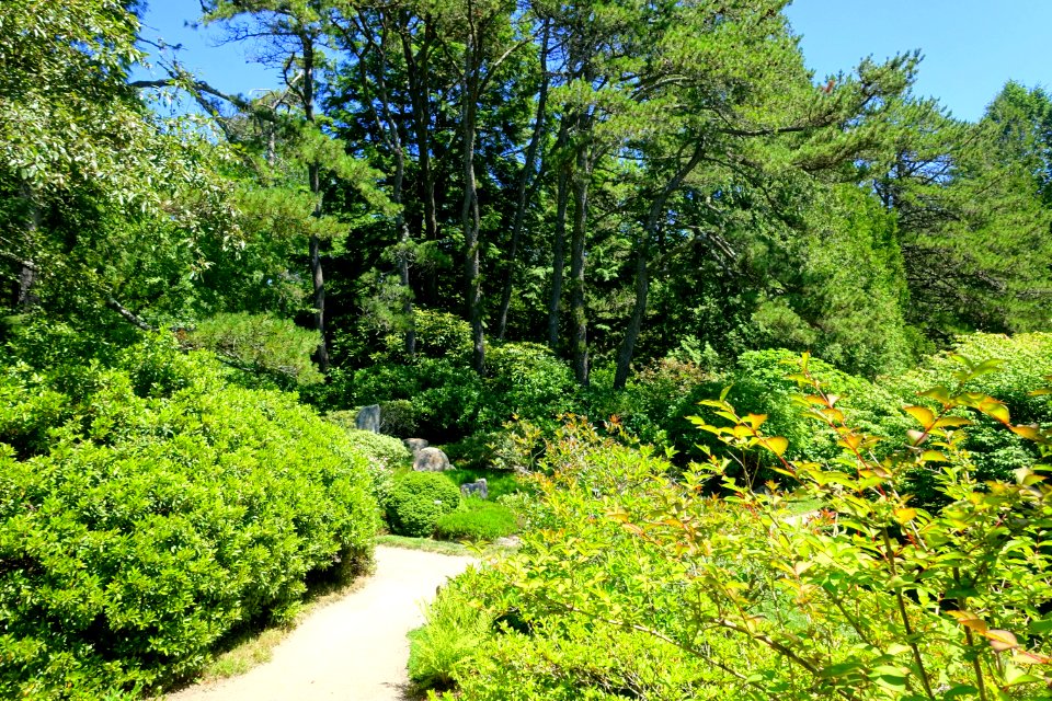 Asticou Azalea Garden - Northeast Harbor, Maine - DSC03488