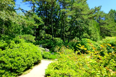 Asticou Azalea Garden - Northeast Harbor, Maine - DSC03488