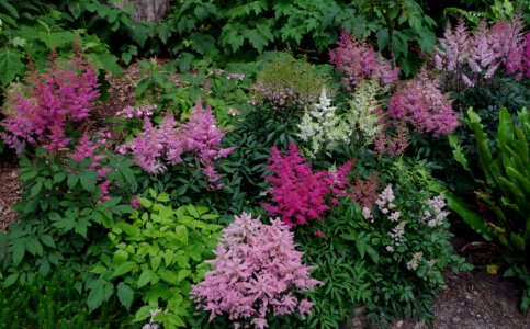 Astilbe - Parc floral