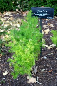 Asparagus macowanii - Brooklyn Botanic Garden - Brooklyn, NY - DSC07930