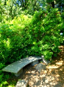 Asticou Azalea Garden - Northeast Harbor, Maine - DSC03496