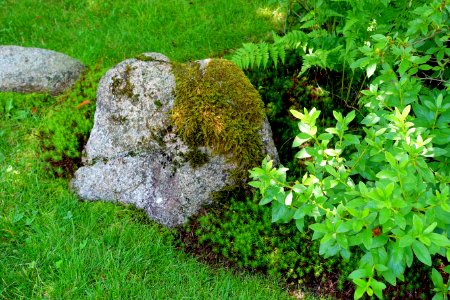 Asticou Azalea Garden - Northeast Harbor, Maine - DSC03602