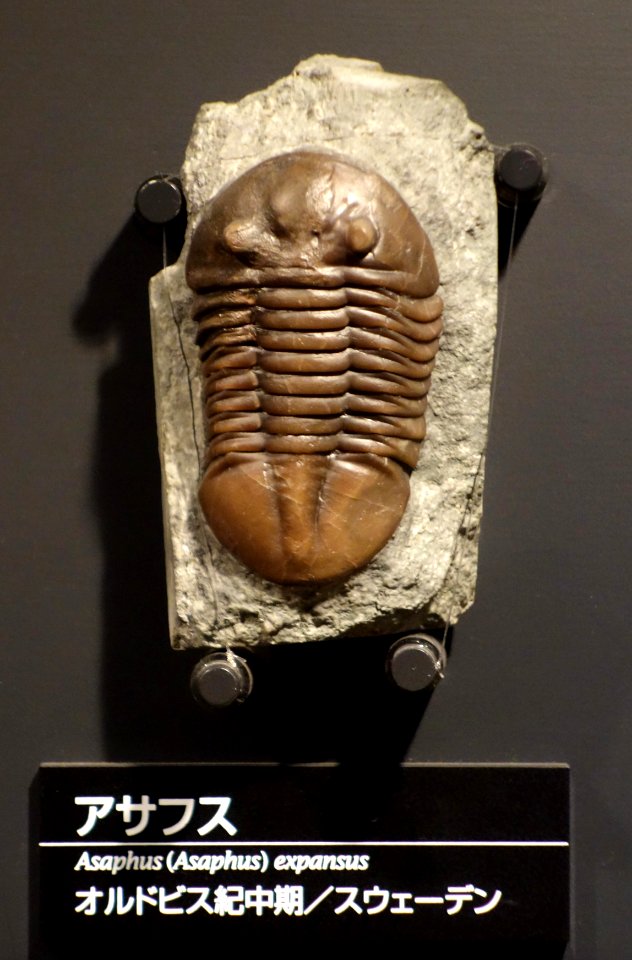 Asaphus expansus - National Museum of Nature and Science, Tokyo - DSC07747