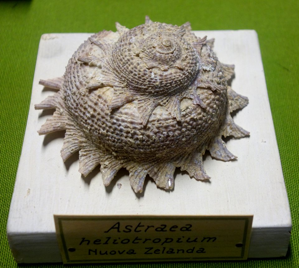 Astraea heliotropium - Museo Civico di Storia Naturale Giacomo Doria - Genoa, Italy - DSC03268