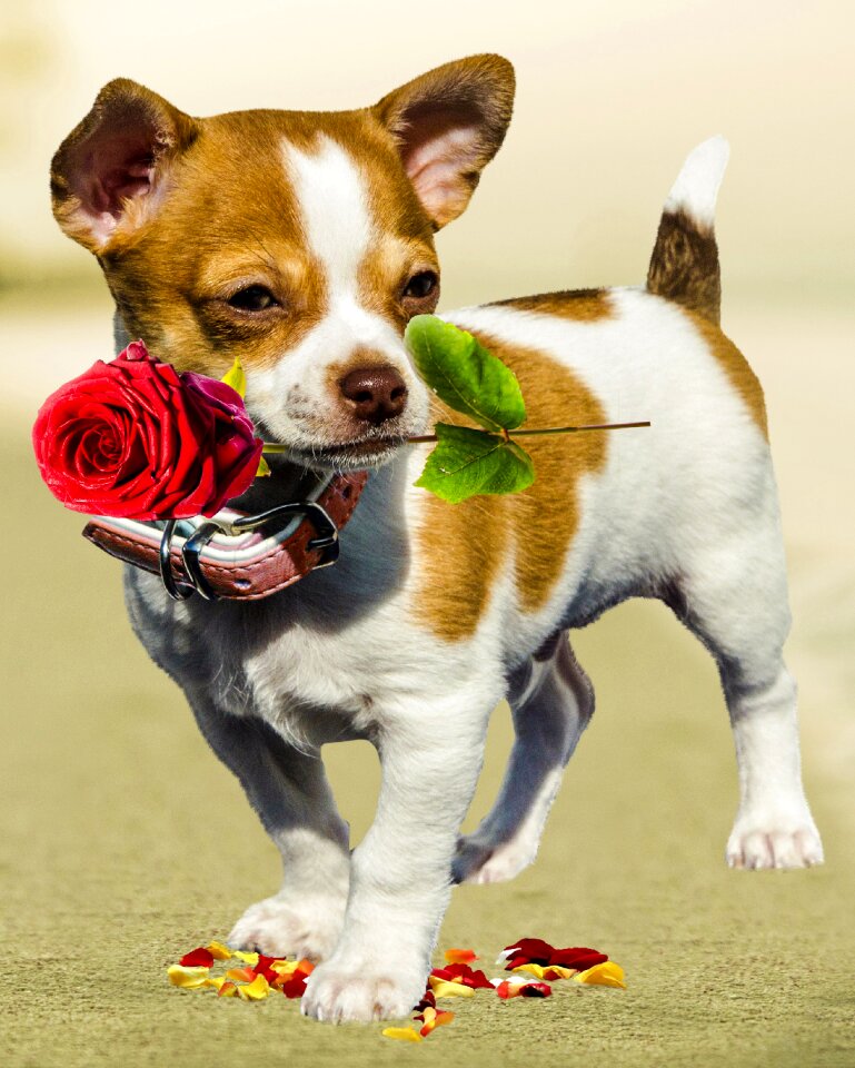 Greeting card excuse me love