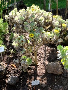 Asteriscus sericeus - Botanischer Garten, Frankfurt am Main - DSC02377