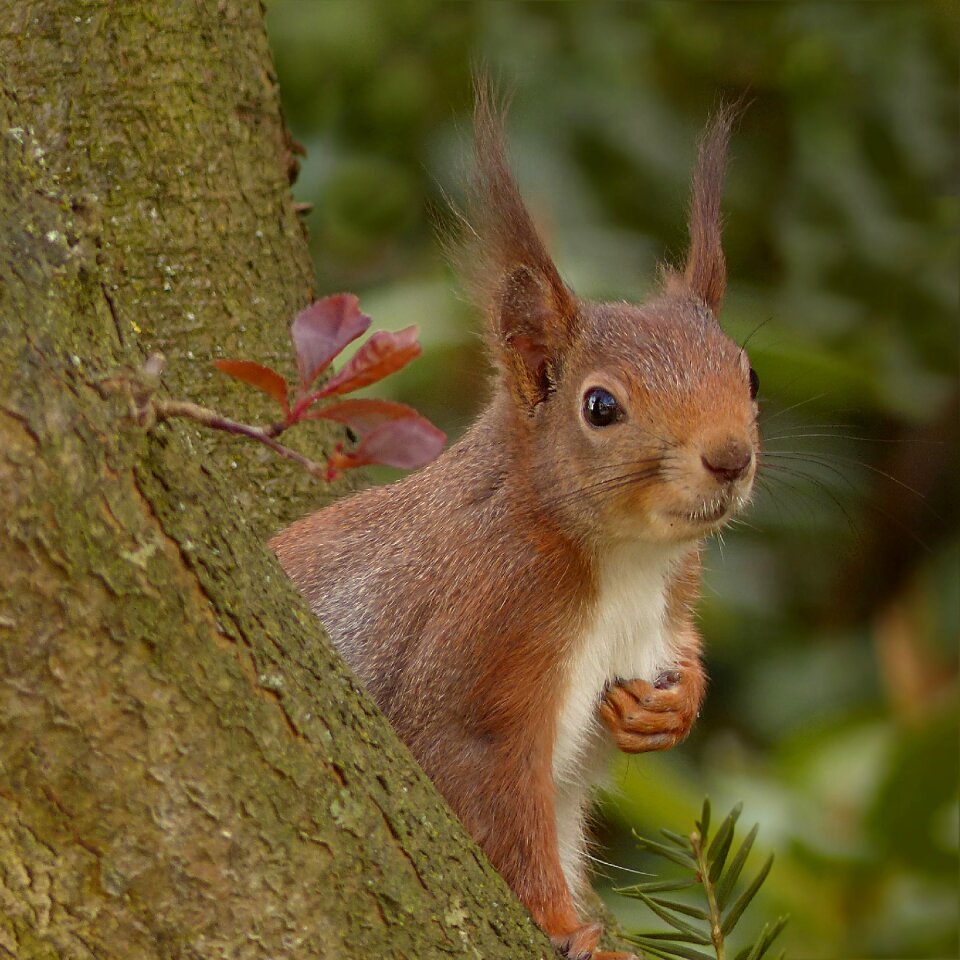 Rodent mammal tree