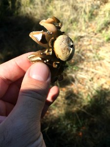 Astraeus hygrometricus 28514160