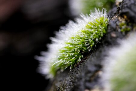 Nature macro bokeh