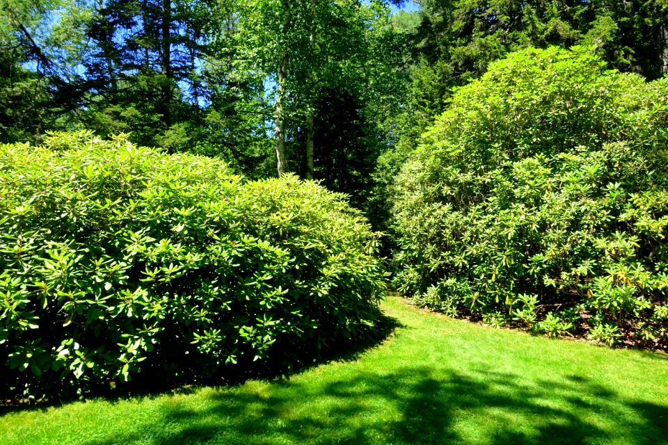 Asticou Azalea Garden - Northeast Harbor, Maine - DSC03685