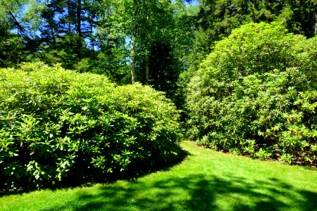 Asticou Azalea Garden - Northeast Harbor, Maine - DSC03685