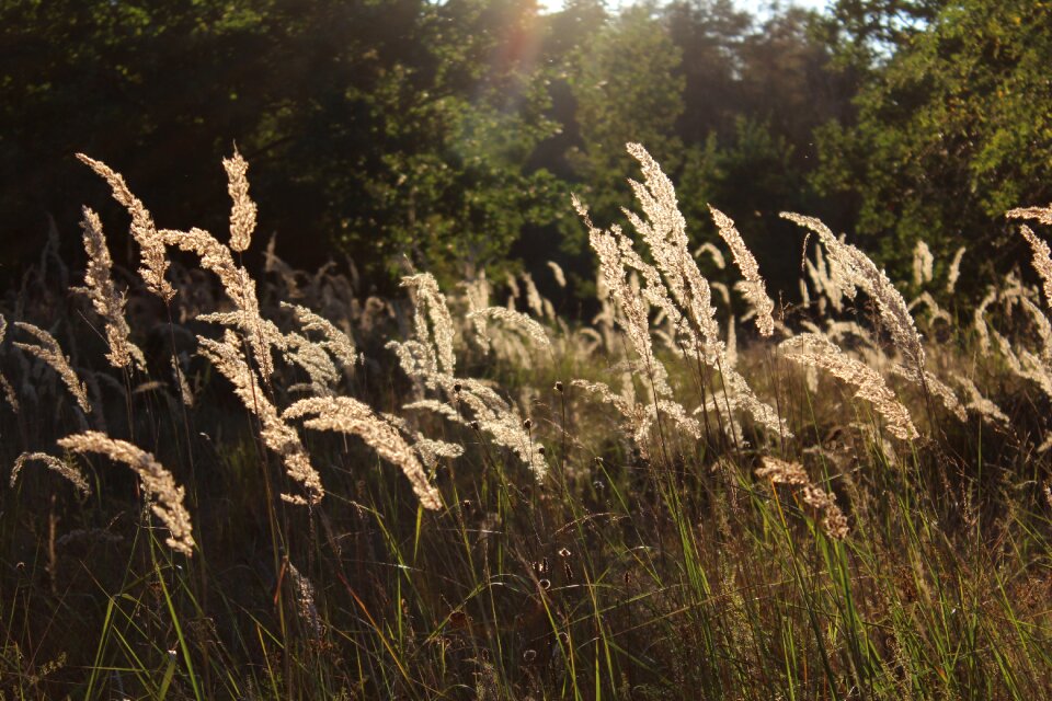 Nature blade of grass grass