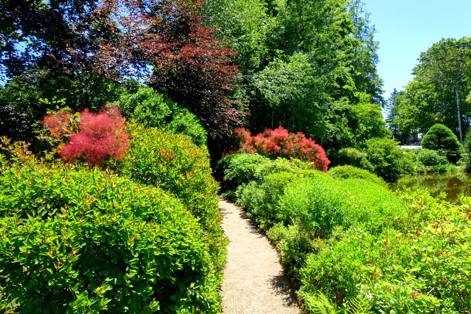 Asticou Azalea Garden - Northeast Harbor, Maine - DSC03652