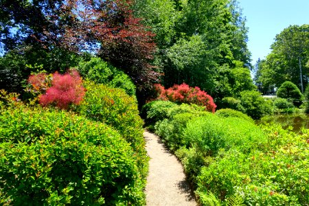 Asticou Azalea Garden - Northeast Harbor, Maine - DSC03652