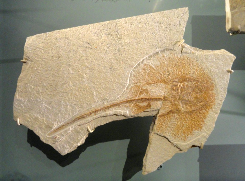 Asterotrygon maloneyi, Lincoln County, Wyoming - Natural History Museum of Utah - DSC07160
