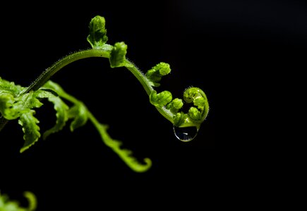 Garden freshness green