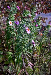 Aster novi-belgii IP