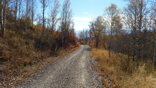 Scenic outdoor forest