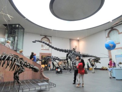 Atrium - Naturmuseum Senckenberg - DSC02260