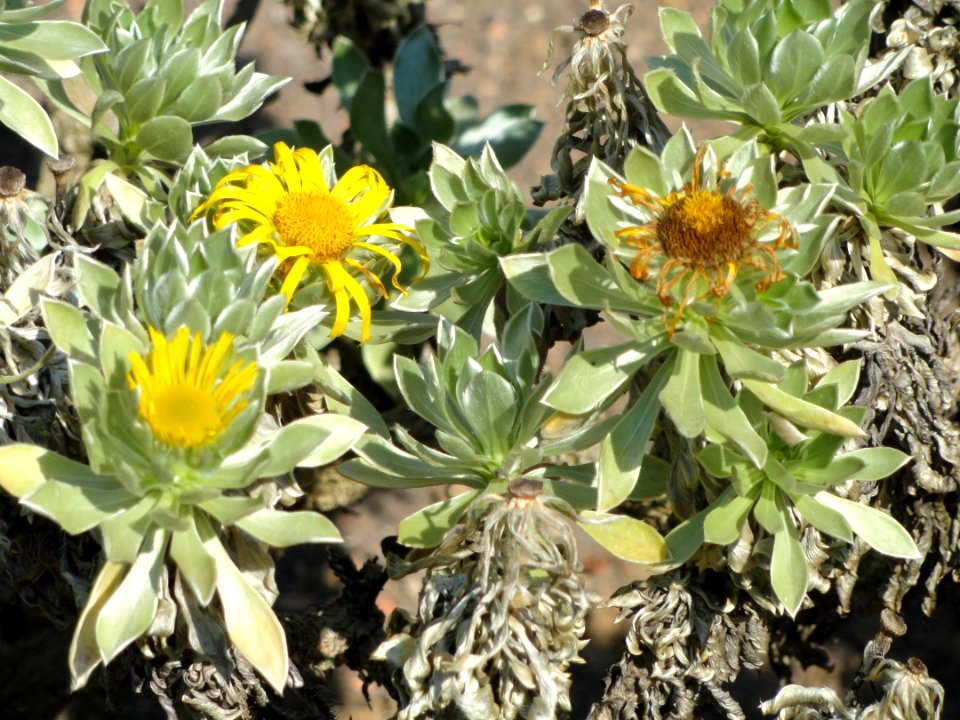 Asteriscus sericeus - Botanischer Garten, Frankfurt am Main - DSC03152