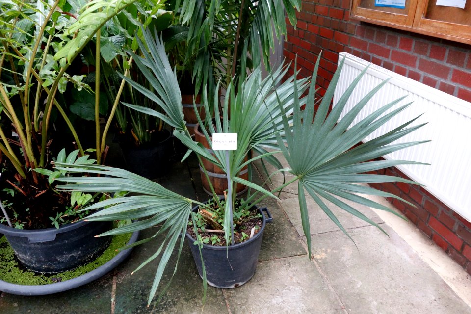 Attalea speciosa (Orbignya lydiae) - Botanischer Garten, Dresden, Germany - DSC08779
