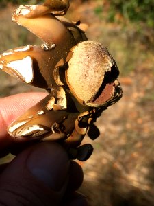 Astraeus hygrometricus 28514172