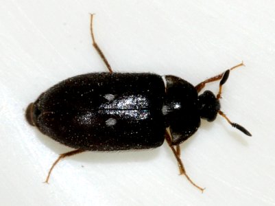 Attagenus-pellio-04-fws