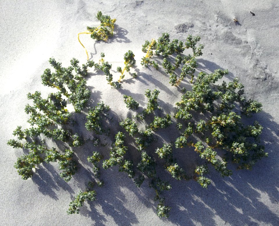 Atriplex hollowayi 3212888