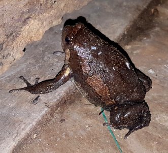 Asian painted frog (Kaloula pulchra) from Mindanao, Philippines 3