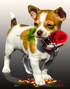 Greeting card excuse me love