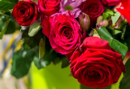 Ro flower nature