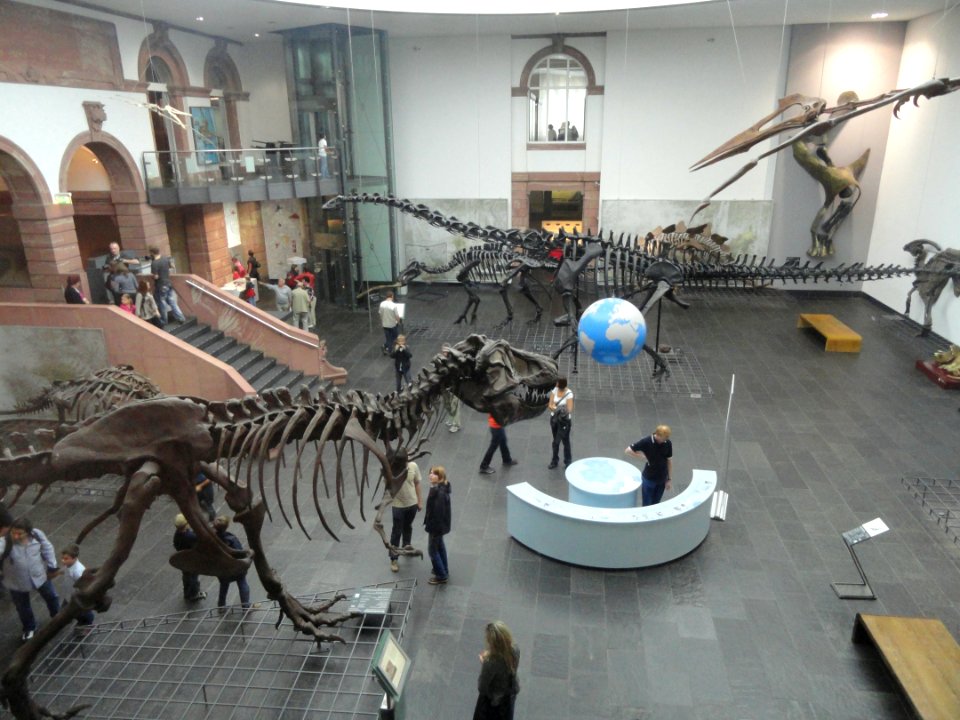 Atrium - Naturmuseum Senckenberg - DSC02056