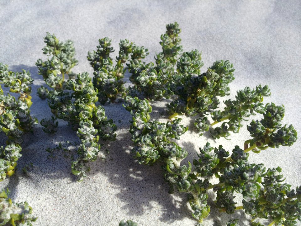 Atriplex hollowayi 3212889