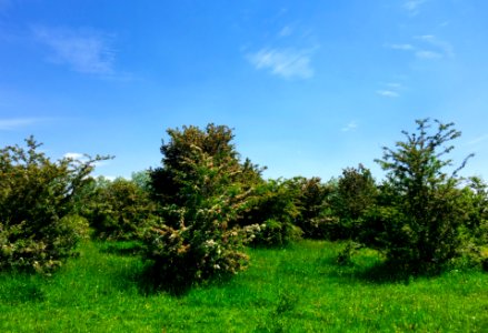 Associatie van sleedoorn en eenstijlige meidoorn (Pruno-Crataegetum)