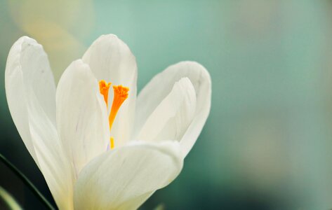 Spring flower white early bloomer photo