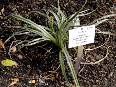 Astelia nervosa - Palmengarten Frankfurt - DSC01917 photo